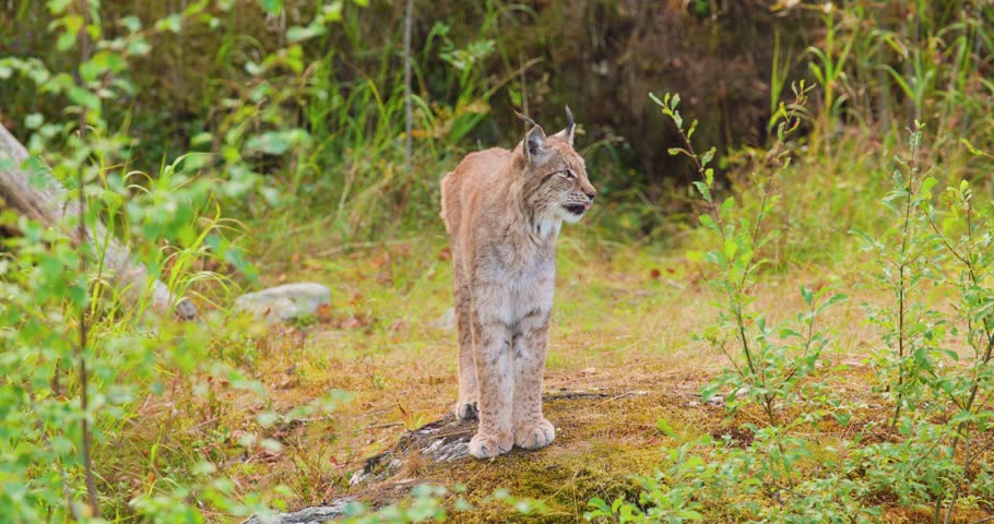 Lynx standing and sitting on mossy rock in Scandinavian forest during late summer