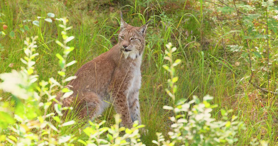 Lynx sitting in tall grass then walking through forest undergrowth