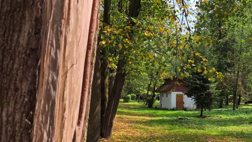 Small white traditional cabin surrounded by golden autumn leaves and tall trees in a sunlit mountain forest near Gura Humorului.