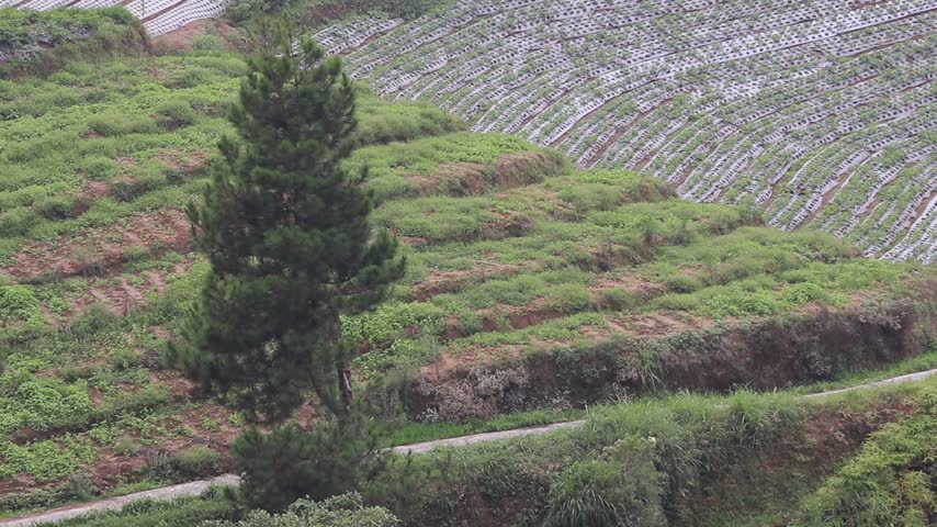 Scenic view of terraced agricultural fields on a green hillside with a prominent tall tree and a winding dirt path under daylight.