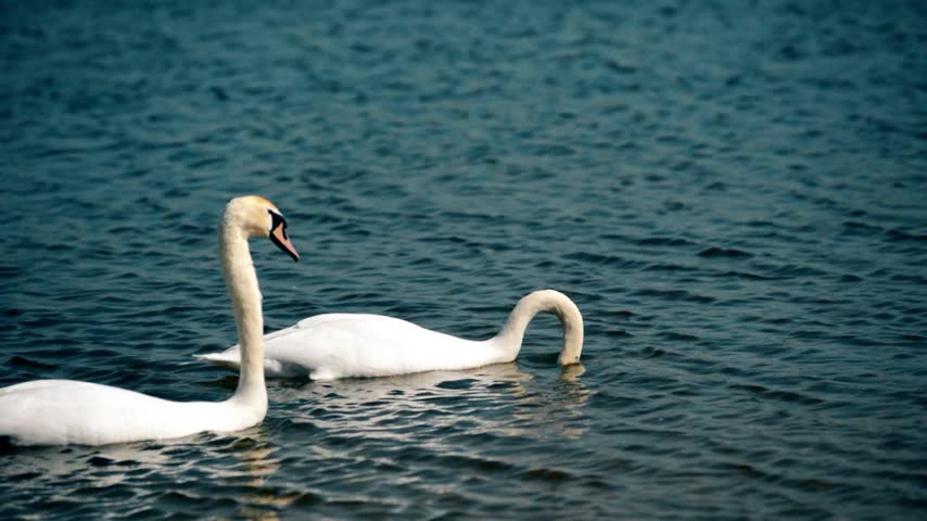 Two white swans floating on the lake