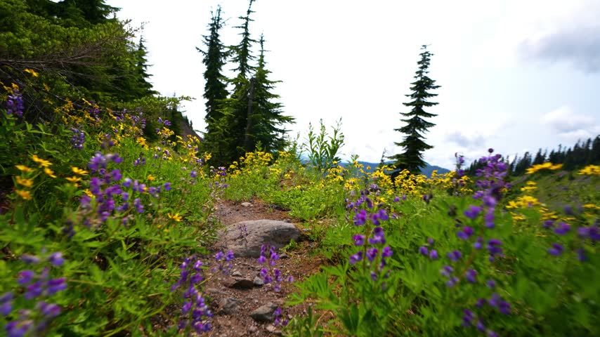 low-angle POV shot of hiking trail with wildflowers and mountains