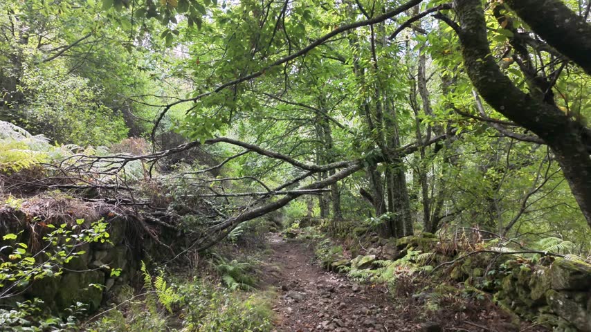 Narrow hiking trail winding through a dense green forest with fallen branches, rocks and ferns.