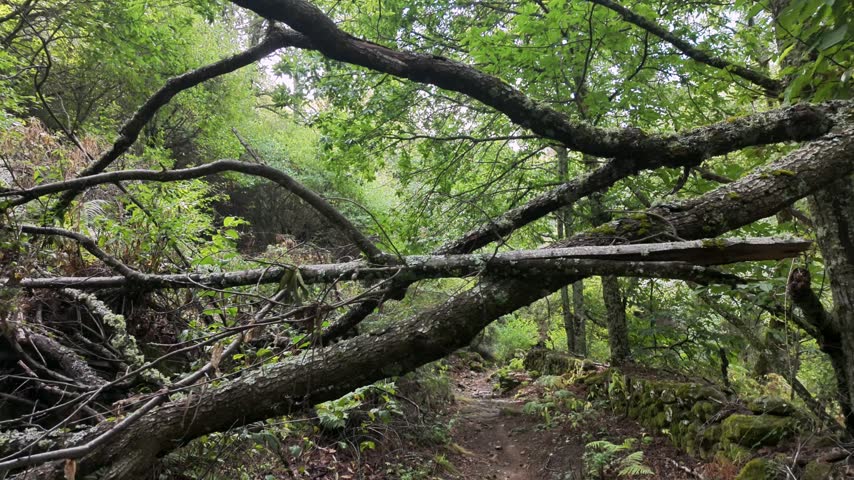Forest path passing beneath fallen tree branches in a lush woodland with moss and ferns.