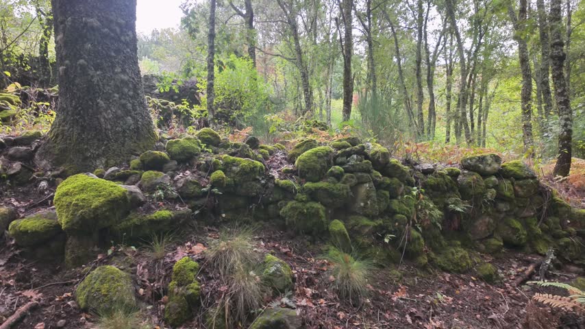 Moss covered stone wall beside a woodland trail surrounded by trees, ferns and autumn vegetation.