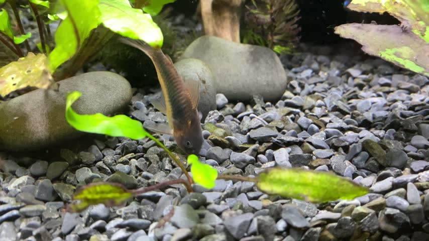 Bronze Corydoras (Corydoras aeneus) Bottom-Dwelling Aquarium Catfish in a Freshwater Planted Tank