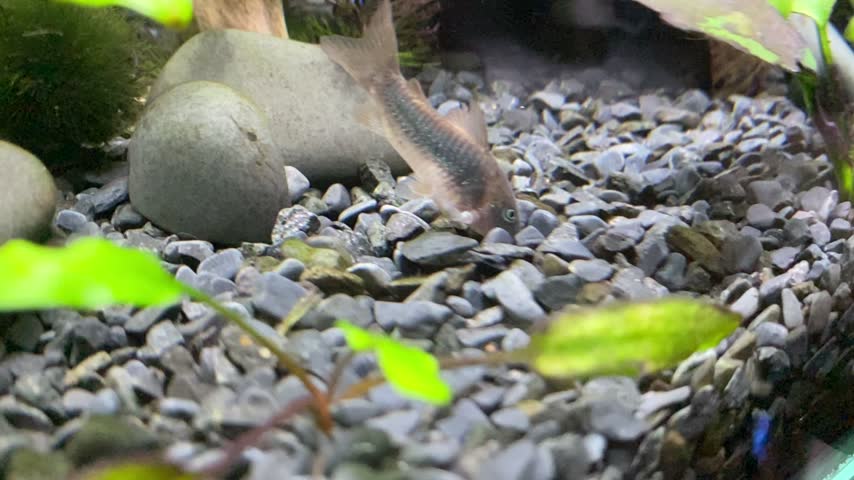 Gold Corydoras Catfish (Corydoras aeneus) Foraging on the Bottom of a Planted Freshwater Aquarium