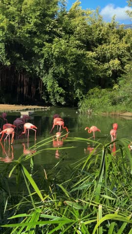 Flamingos Wading and Feeding in a Green Pond