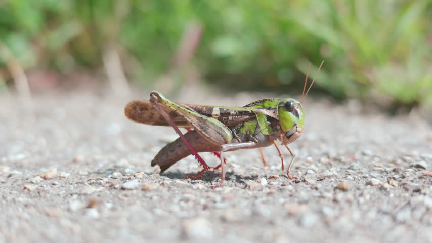 Close-up side view of a green and brown grasshopper standing on gravel ground outdoors