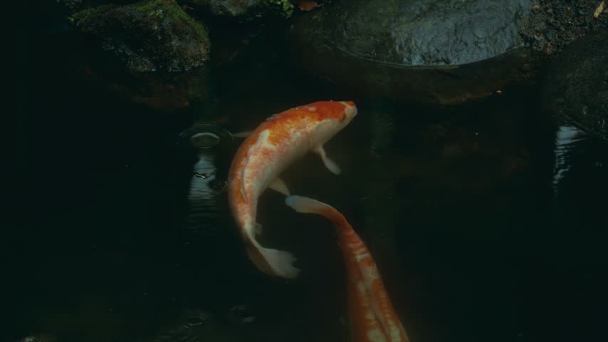 Two vibrant orange and white koi fish swimming in a dark pond