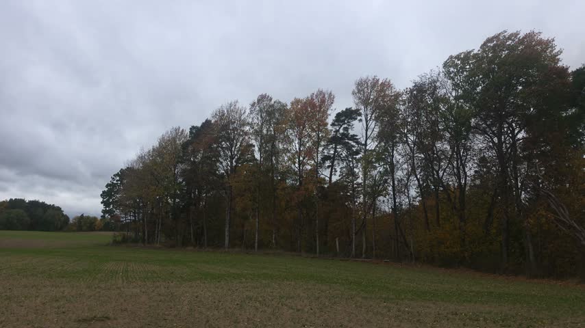 Row of colorful autumn trees, fallen leaves on ground in a natural park.
