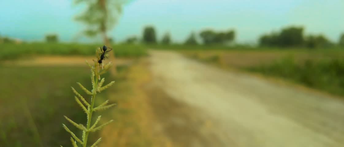 Black Ant on the Wild Grass 4k Video.