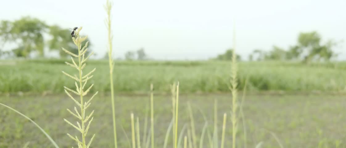 Black Ant on the Wild Grass 4k Video.