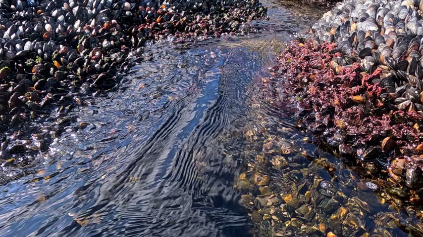 A colony of Mediterranean mussels (Mytilus galloprovincialis, family Mytilidae, class Bivalvia, phylum Mollusca) covers a rocky shore in the intertidal zone of the Black Sea. The black and dark blue shells of the mollusks densely cover the entire rocky surface in the foreground. In the background, clear seawater is visible, with bright sunlight glinting off its surface.
