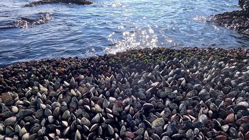 A colony of Mediterranean mussels (Mytilus galloprovincialis, family Mytilidae, class Bivalvia, phylum Mollusca) covers a rocky shore in the intertidal zone of the Black Sea. The black and dark blue shells of the mollusks densely cover the entire rocky surface in the foreground. In the background, clear seawater is visible, with bright sunlight glinting off its surface.