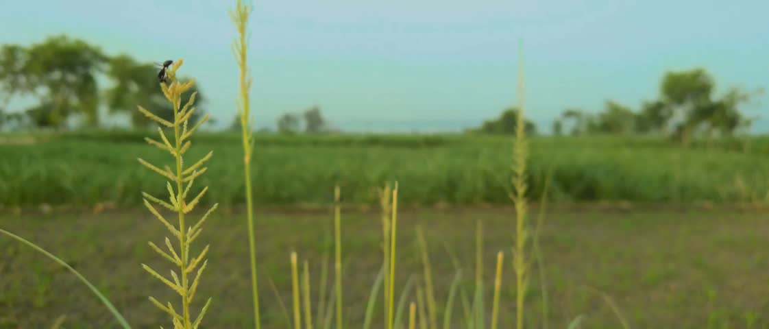 Black Ant on the Wild Grass 4k Video.