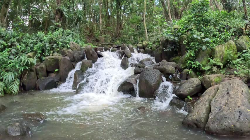 Small jungle waterfall cascading over rocks in a stream surrounded by green ferns, Hawaii
