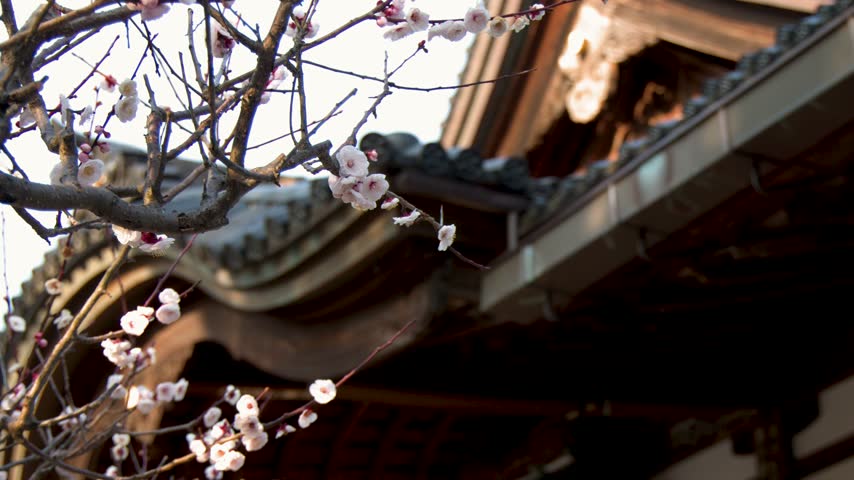 Elegant white plum flower blossoms sway gently in breeze before blurred ancient Japanese temple gate entrance backdrop.