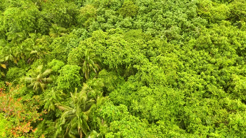 Aerial drone footage flying over dense jungle canopy filled with palm trees and vibrant tropical foliage in sunny weather.