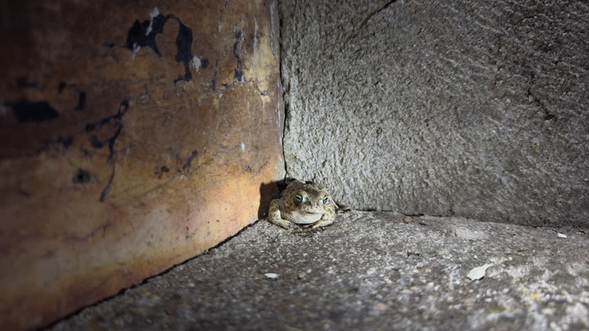Close-up front view of a camouflaged toad at night, catching an ant with its tongue beside a stone wall, lit by a flashlight.