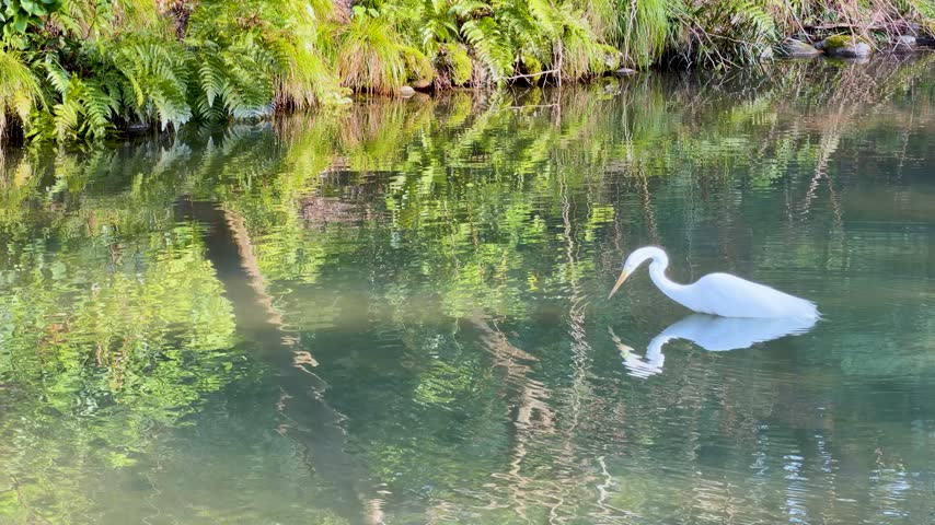 Elegant white heron standing in tranquil river surrounded by lush greenery, capturing fish with sudden movement in stream.
