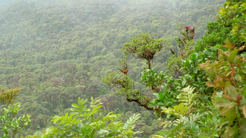 Costa Rica cloud forest in Poas Volcano National Park, Alajuela, a dense green canopy filling the valley, red-flowering bromeliads growing on a tree and mist drifting above