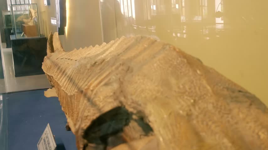 The fossilized of an extinct, large aquatic or semi-aquatic prehistoric creature, such as a temnospondyl amphibian like Dutuitosaurus ouazzoui