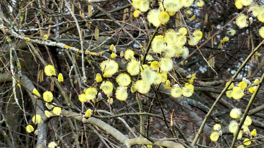 First buds of flowering pussy willow branches moving slightly in the wind during early spring