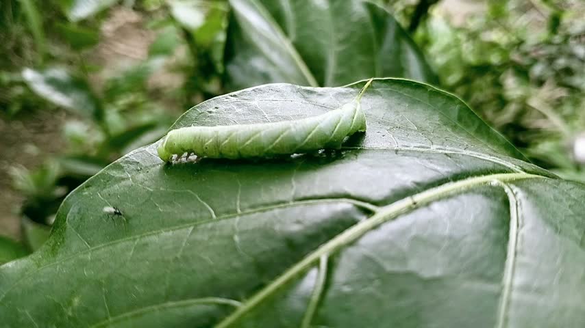 A landscape macro video capturing the green caterpillar as it crawls forward across a broad glossy leaf surface with a tiny insect appearing on the left side