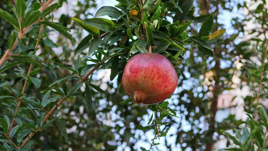 Single ripe red pomegranate hangs on a leafy tree branch with blurred green foliage in the background.