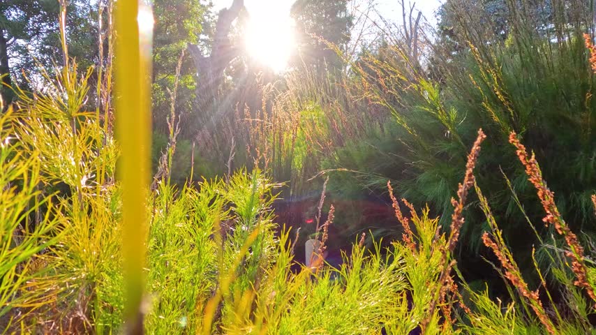 Sunbeams shining through vibrant green wild plants in peaceful nature scenery. Cinematic footage of meadow in sunset light.
