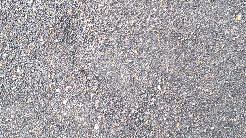 Dark gravel and coarse pebbles form a textured ground surface backdrop.