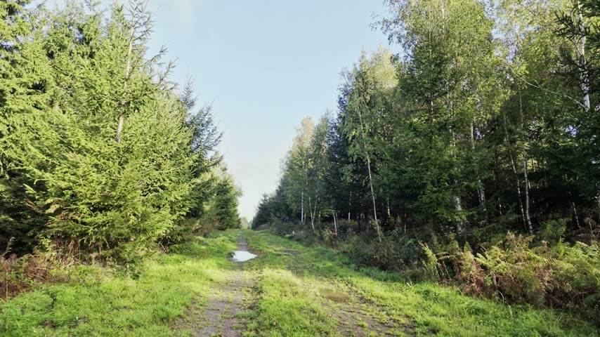 Green grassy forest road with water puddle passing through sunny coniferous woodland landscape on summer day