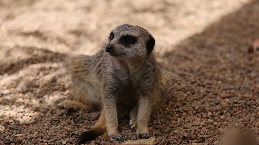A close up of a meerkat sitting on gravel ground observing the surroundings then suddenly walking away in nature.