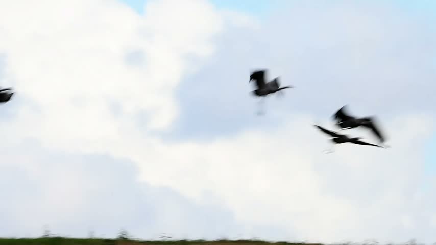 A flock of migratory birds glides through the overcast atmosphere as they travel over a dense woodland area during a seasonal migration period