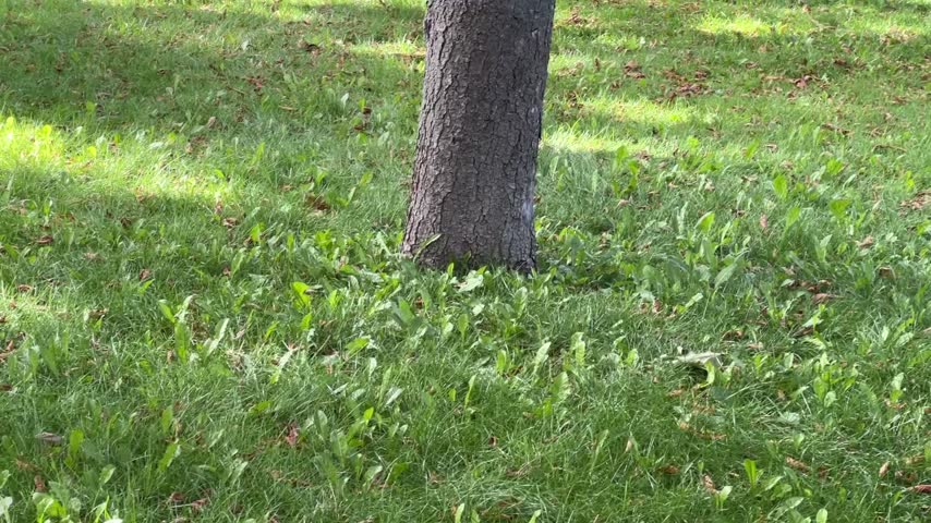 Red squirrel with bushy tail sitting near a large tree trunk in green grass on a sunny summer day