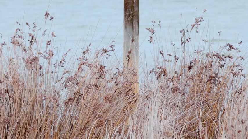 Dried tall grass stalks moving gently in breeze with blurred icy water background and wooden post near shore in winter scene.