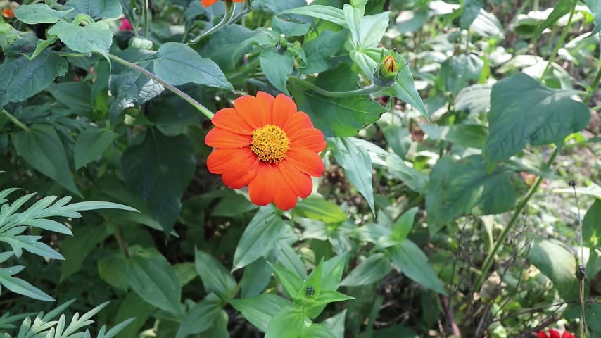 flowers in the botanic garden