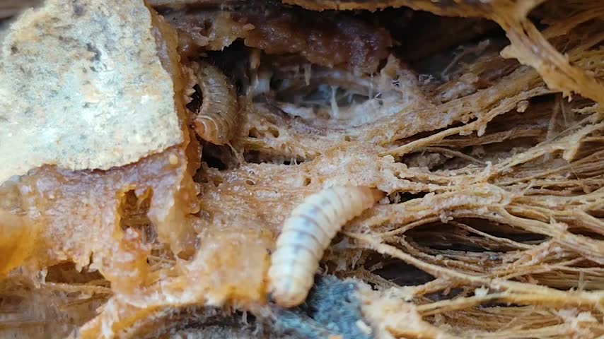 Maggots inside the trunk of a dead papaya tree.
