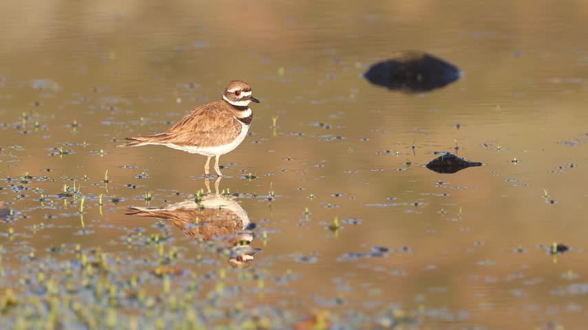 Killdeer (Charadrius vociferus) wading toward the camera in shallow reflective water at Shugru Reservoir in Lassen County, California, looking around and foraging, slow motion.