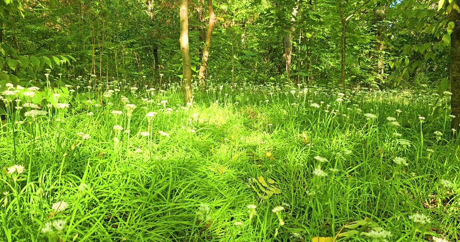 A blooming meadow in a green forest