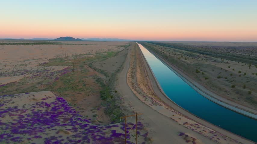 Sand verbena wildflower bloom beside the All-American Canal in the Imperial Dunes