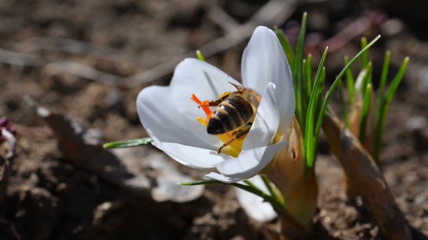 A honey bee (Apis mellifera) collects nectar and pollen inside a white crocus flower (Crocus sp.), photographed in early spring in Ukraine. The insect is deeply immersed in the flower