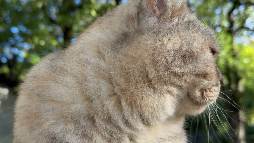 Cat cute face close up.