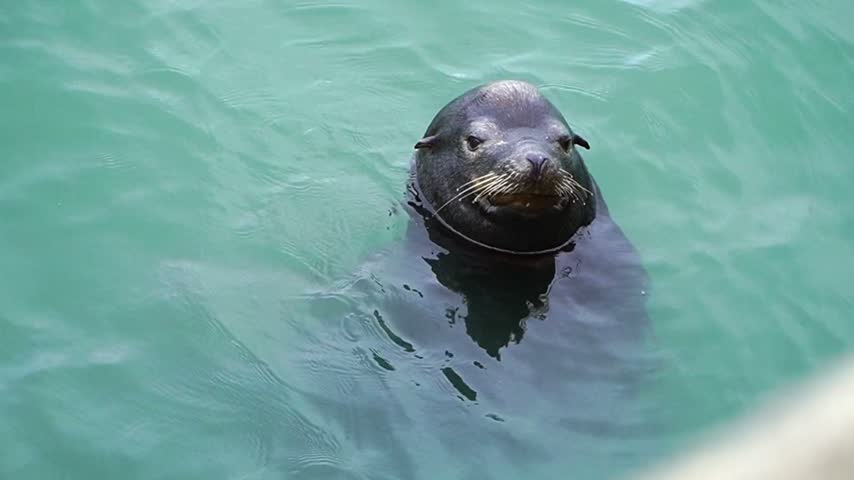 Sea Lion, Swimming, Marine, Animal, Ocean