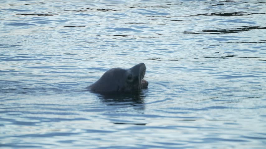 Sea Lion, Ocean, Swimming, Wildlife, Water
