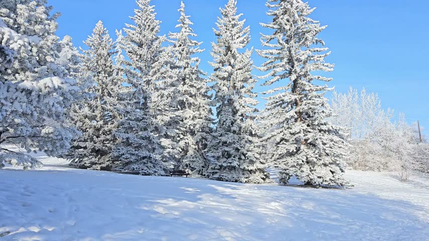 Outdoor winter snow landscape. Beautiful frost covered spruce trees with bench. Slow handheld panning motion.