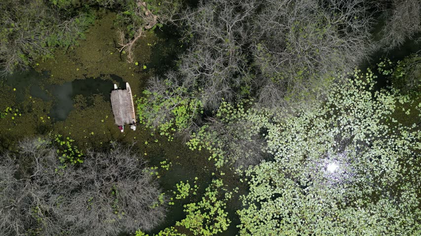 Aerial view of a traditional boat navigating through a dense lily-covered wetland surrounded by trees in Sigiriya, Central Province, Sri Lanka.