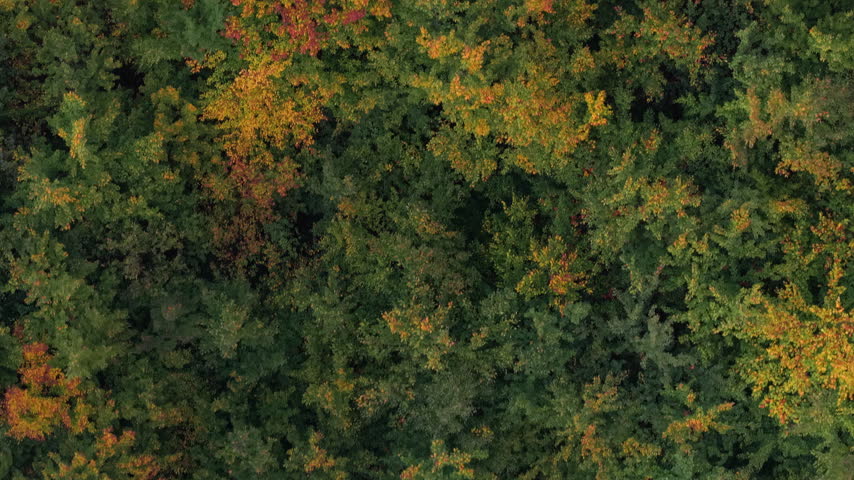 Deciduous trees and young beech trees with colorful autumn leaves, aerial top down view. 