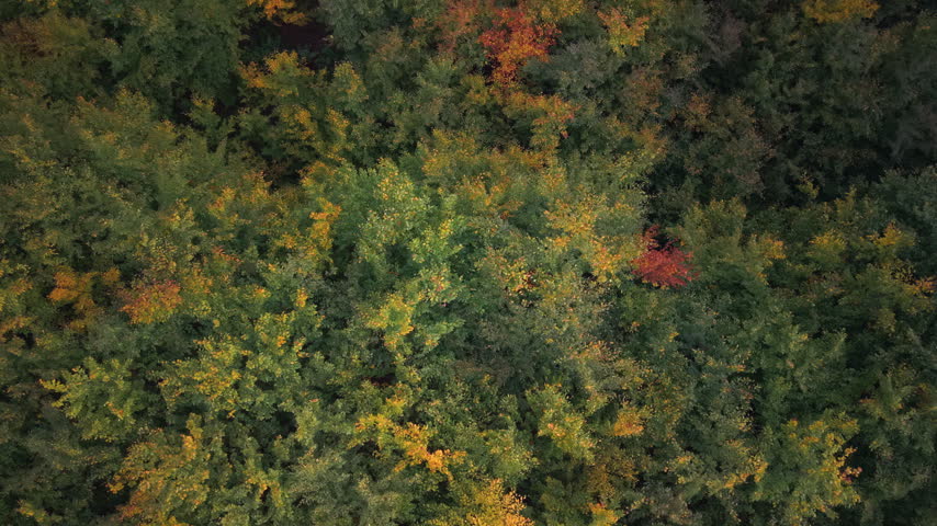 Deciduous trees and young beech trees with colorful autumn leaves, aerial top down view. 